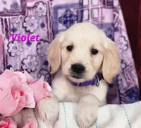Violet, a female English Cream Golden Retriever for sale in Sheridan, MI – 2 of 4