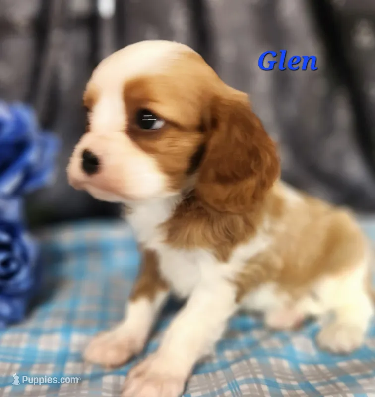 glen – Cavalier King Charles Spaniel puppy for sale in Sheridan, MI