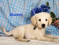 Bluebell, a male English Cream Golden Retriever for sale in Sheridan, MI – 2 of 4