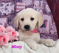 Missy, a female English Cream Golden Retriever for sale in Sheridan, MI – 3 of 4