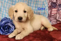 Gene, a male English Cream Golden Retriever for sale in Sheridan, MI – 1 of 4