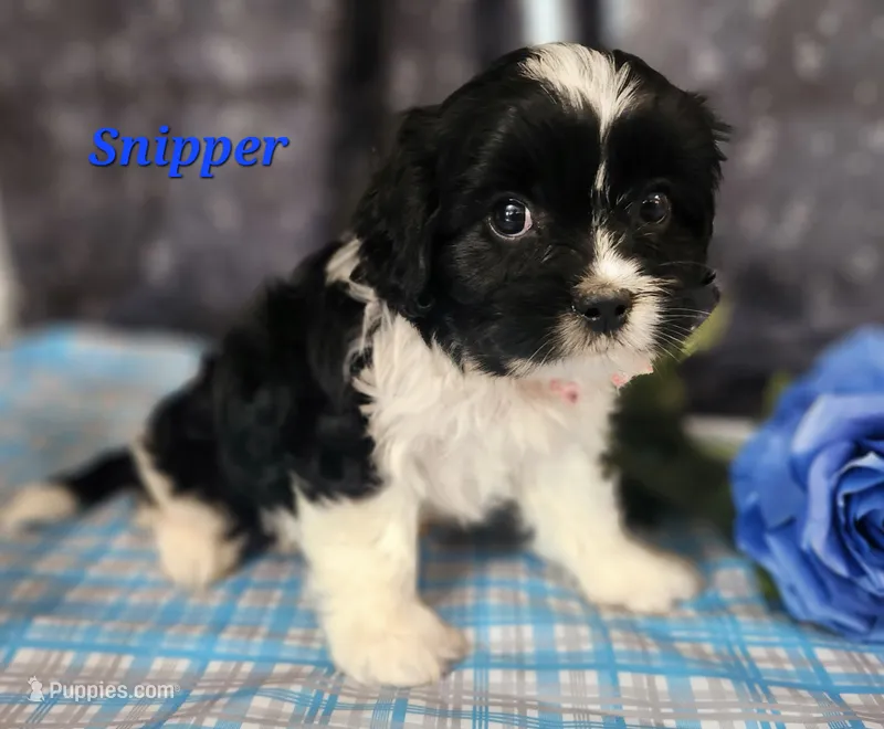 Snipper – Cavapoo, Cavalier King Charles Spaniel puppy for sale in Sheridan, MI