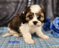 Bradley, a male Cavalier King Charles Spaniel for sale in Sheridan, MI – 2 of 4
