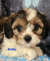 Bobby, a male Cavalier King Charles Spaniel for sale in Sheridan, MI – 1 of 4