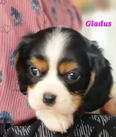 gladus, a female Cavalier King Charles Spaniel for sale in Sheridan, MI – 1 of 5