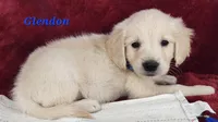 Glendon, a male English Cream Golden Retriever for sale in Sheridan, MI – 2 of 4