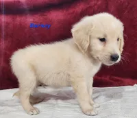 Barney, a male English Cream Golden Retriever for sale in Sheridan, MI – 3 of 4