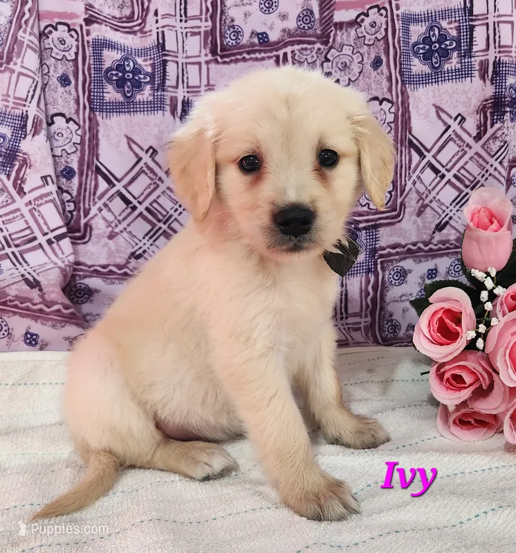 Ivy – English Cream Golden Retriever puppy for sale in Sheridan, MI