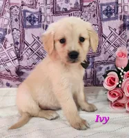 Ivy, a female English Cream Golden Retriever for sale in Sheridan, MI – 3 of 4