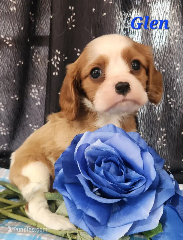 glen – Cavalier King Charles Spaniel puppy for sale in Sheridan, MI