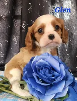 glen, a male Cavalier King Charles Spaniel for sale in Sheridan, MI – 1 of 4