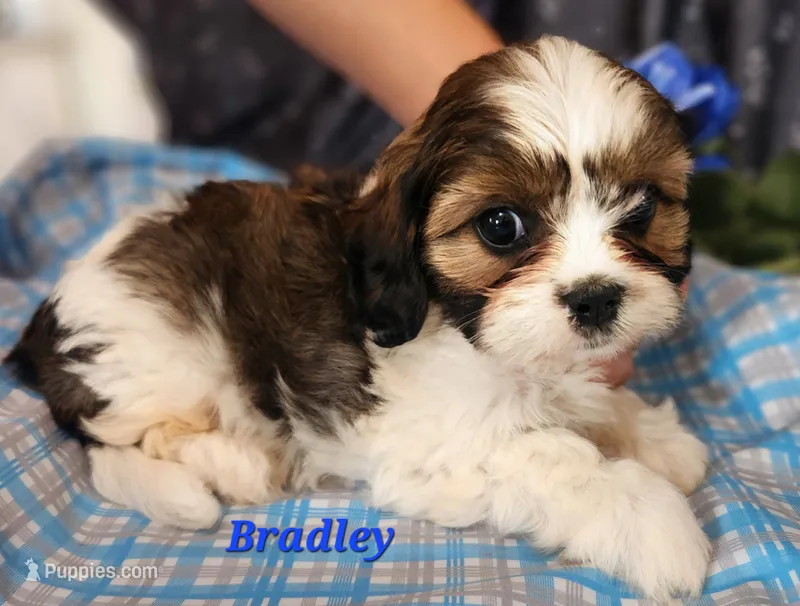Bradley – Cavalier King Charles Spaniel puppy for sale in Sheridan, MI