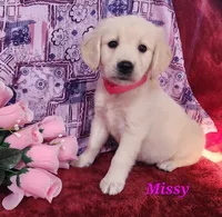 Missy, a female English Cream Golden Retriever for sale in Sheridan, MI – 4 of 4