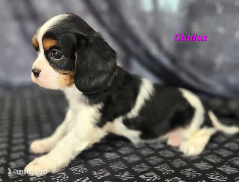 gladus – Cavalier King Charles Spaniel puppy for sale in Sheridan, MI