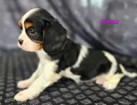 gladus, a female Cavalier King Charles Spaniel for sale in Sheridan, MI – 4 of 5