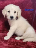 Barney, a male English Cream Golden Retriever for sale in Sheridan, MI – 4 of 4