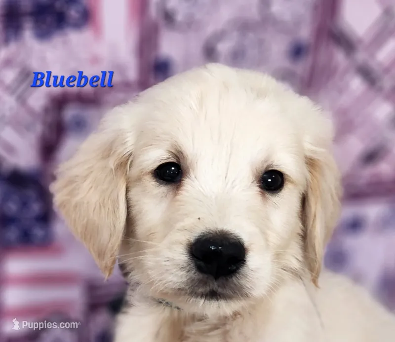 Bluebell – English Cream Golden Retriever puppy for sale in Sheridan, MI
