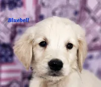 Bluebell, a male English Cream Golden Retriever for sale in Sheridan, MI – 1 of 4