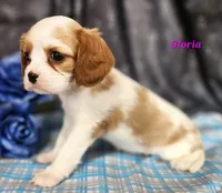 gloria, a female Cavalier King Charles Spaniel for sale in Sheridan, MI – 2 of 4