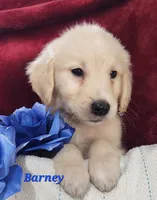 Barney, a male English Cream Golden Retriever for sale in Sheridan, MI – 1 of 4