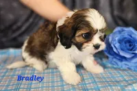 Bradley, a male Cavalier King Charles Spaniel for sale in Sheridan, MI – 3 of 4