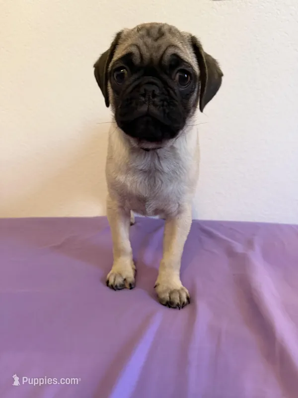 FRIDAY – Pug puppy for sale in Henderson, NV