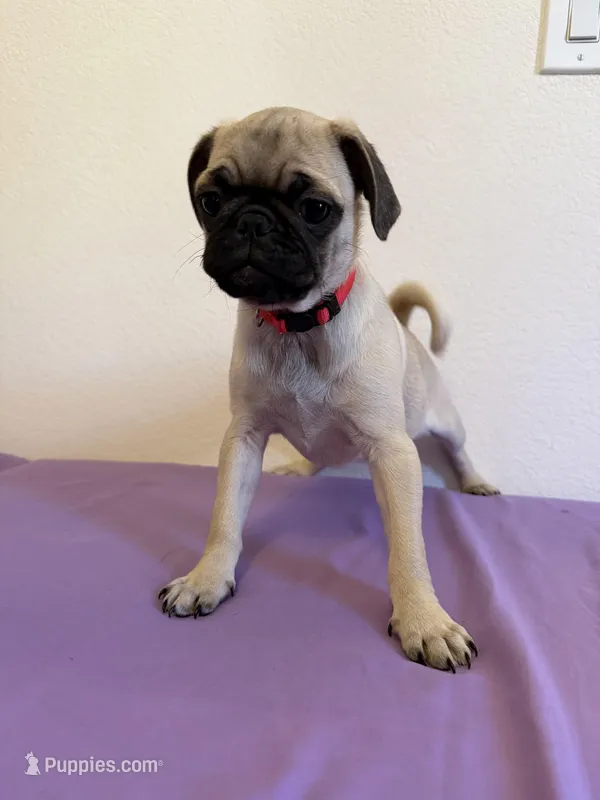 MONDAY – Pug puppy for sale in Henderson, NV