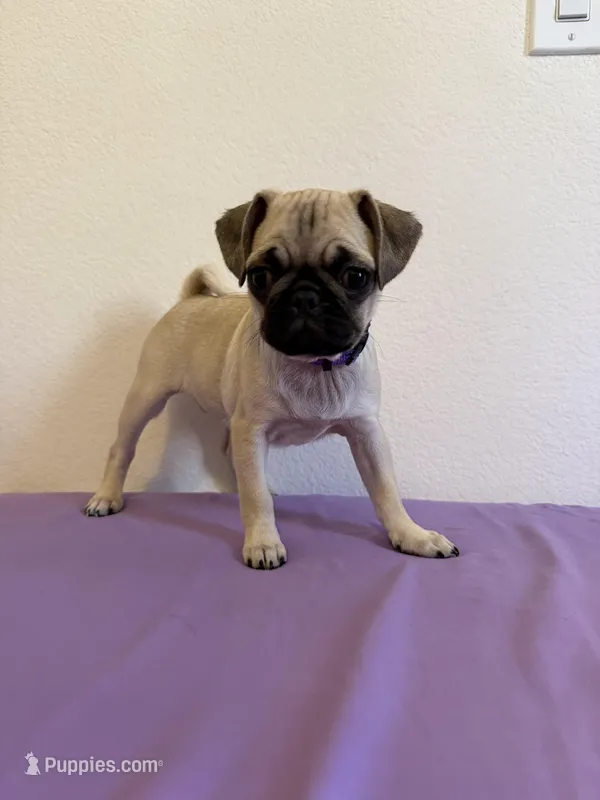 THURSDAY – Pug puppy for sale in Henderson, NV
