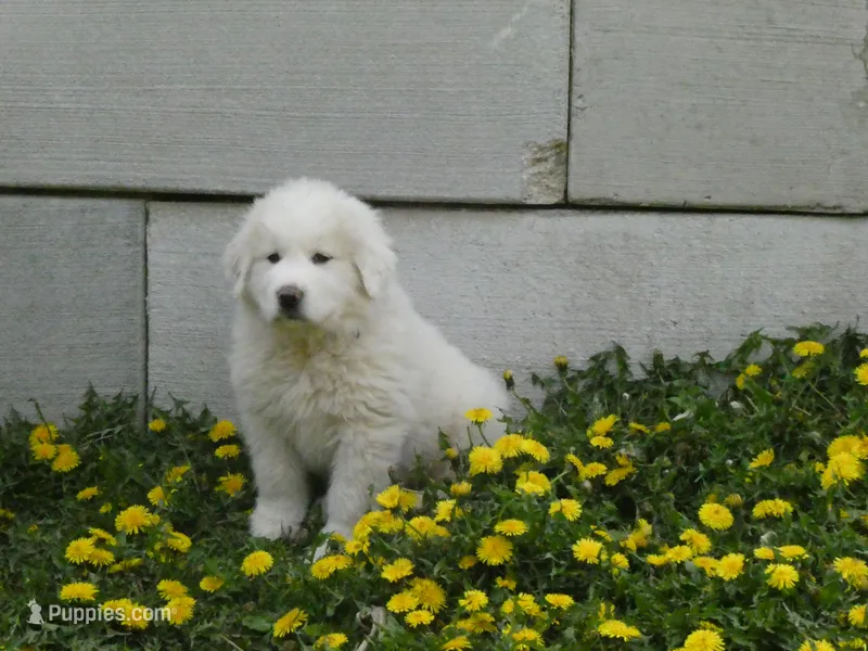 Tilly  – Great Pyrenees puppy for sale in Nora Springs, IA