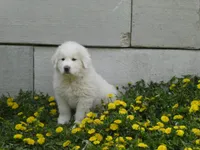 Tilly , a female Great Pyrenees for sale in Nora Springs, IA – 1 of 1