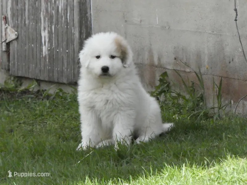 Queenie – Great Pyrenees puppy for sale in Nora Springs, IA