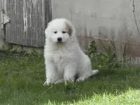 Queenie, a female Great Pyrenees for sale in Nora Springs, IA – 1 of 1