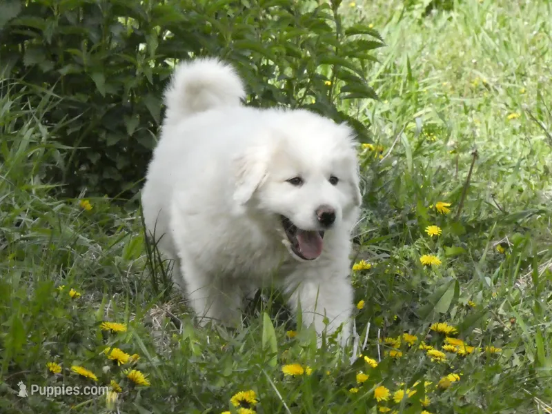 Luna – Great Pyrenees puppy for sale in Nora Springs, IA