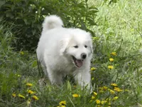 Luna, a female Great Pyrenees for sale in Nora Springs, IA – 1 of 1