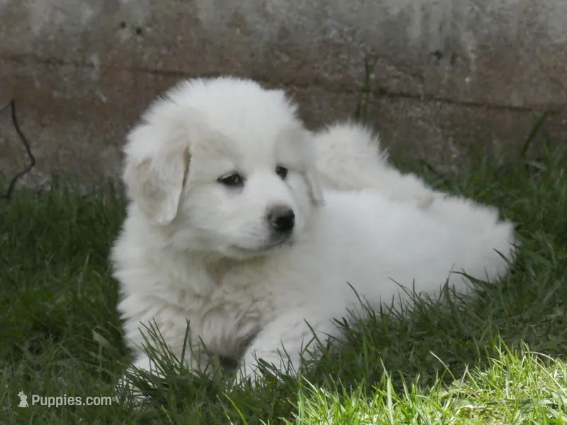 Sugar – Great Pyrenees puppy for sale in Nora Springs, IA