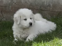 Sugar, a female Great Pyrenees for sale in Nora Springs, IA – 1 of 1