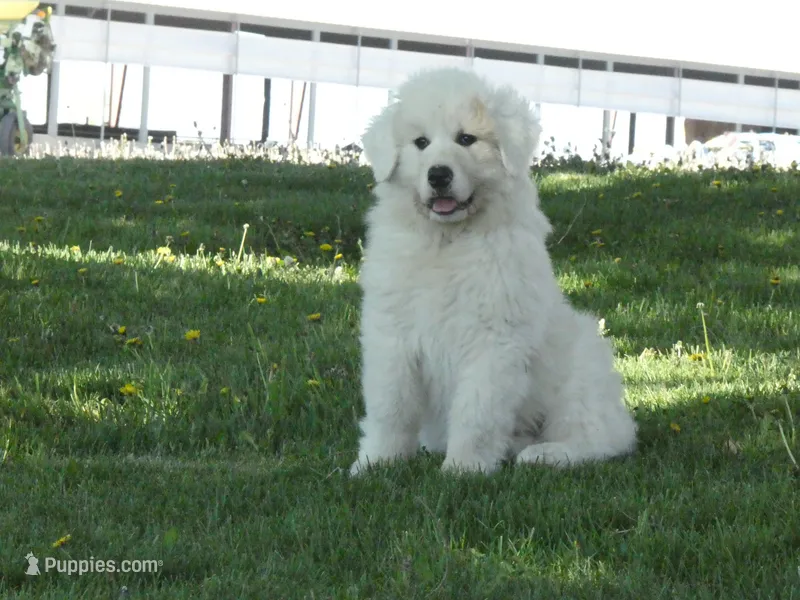 Trixie  – Great Pyrenees puppy for sale in Nora Springs, IA
