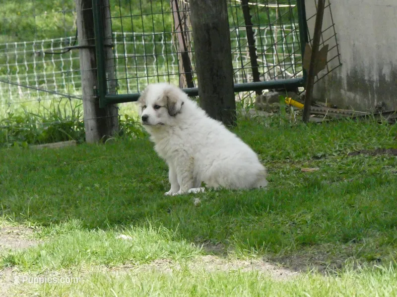 Oreo – Great Pyrenees puppy for sale in Nora Springs, IA