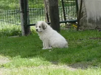 Oreo, a female Great Pyrenees for sale in Nora Springs, IA – 1 of 1