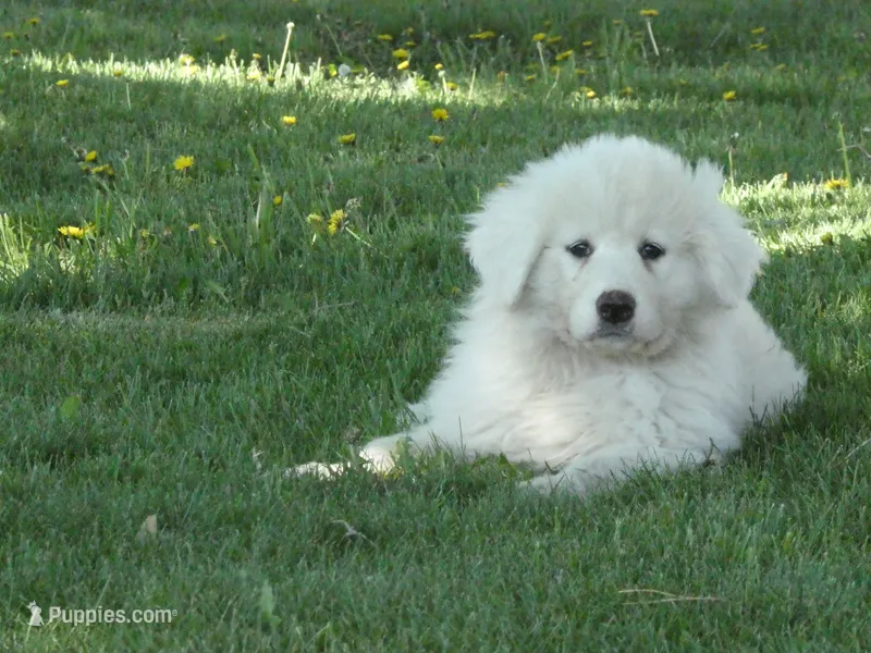 Sugar – Great Pyrenees puppy for sale in Nora Springs, IA