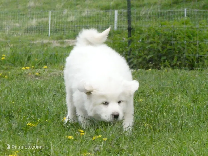 Odin – Great Pyrenees puppy for sale in Nora Springs, IA