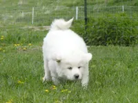 Odin, a male Great Pyrenees for sale in Nora Springs, IA – 1 of 1
