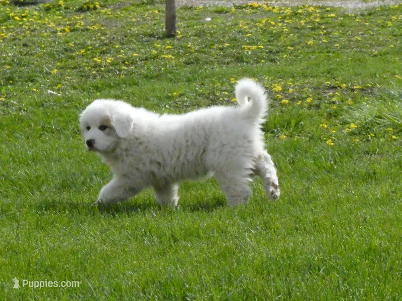Trixie  – Great Pyrenees puppy for sale in Nora Springs, IA