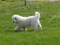 Trixie , a female Great Pyrenees for sale in Nora Springs, IA – 1 of 1