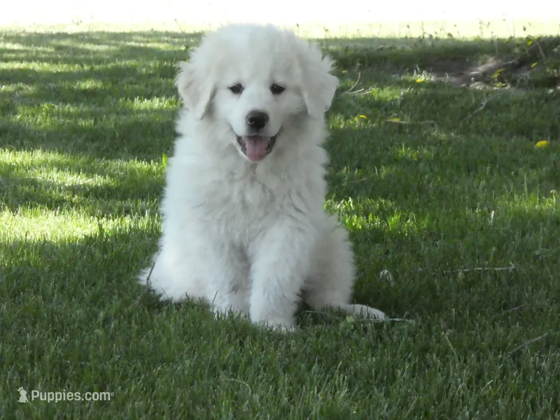Tilly  – Great Pyrenees puppy for sale in Nora Springs, IA