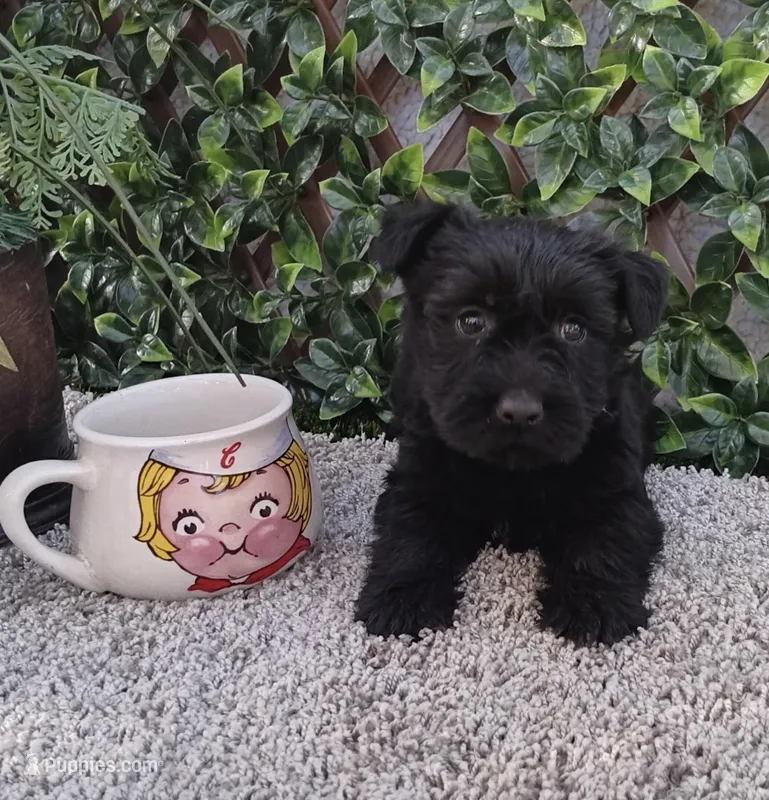 Mr Scottish Terrier  – Scottish Terrier puppy for sale in Sacramento, CA
