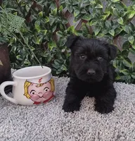 Mr Scottish Terrier , a male Scottish Terrier for sale in Sacramento, CA – 1 of 1