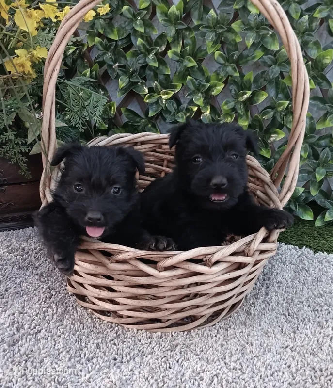 Ms Scottish Terrier – Scottish Terrier puppy for sale in Sacramento, CA