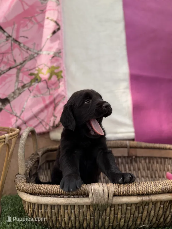 Goldendoodle Mr – Goldendoodle puppy for sale in Sacramento, CA