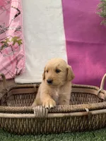 Goldendoodle Jr, a female Goldendoodle for sale in Sacramento, CA – 2 of 3